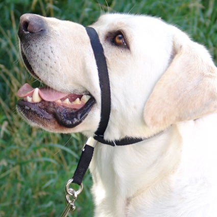 Gentle Leader Head Collar Bozeman Dog Co